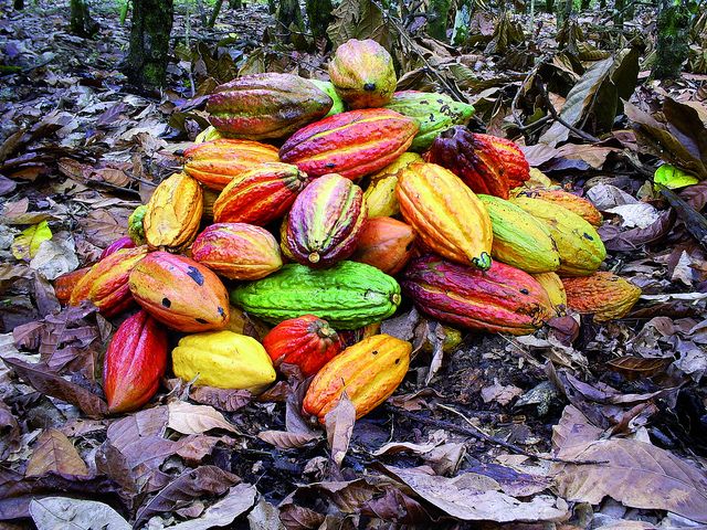 cocoa pile